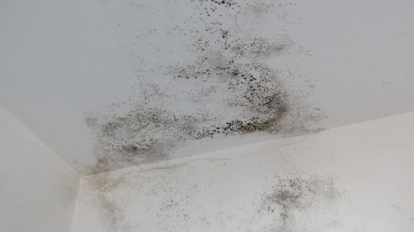 orlando water damage wall stain moisture damage showing need for water restoration service